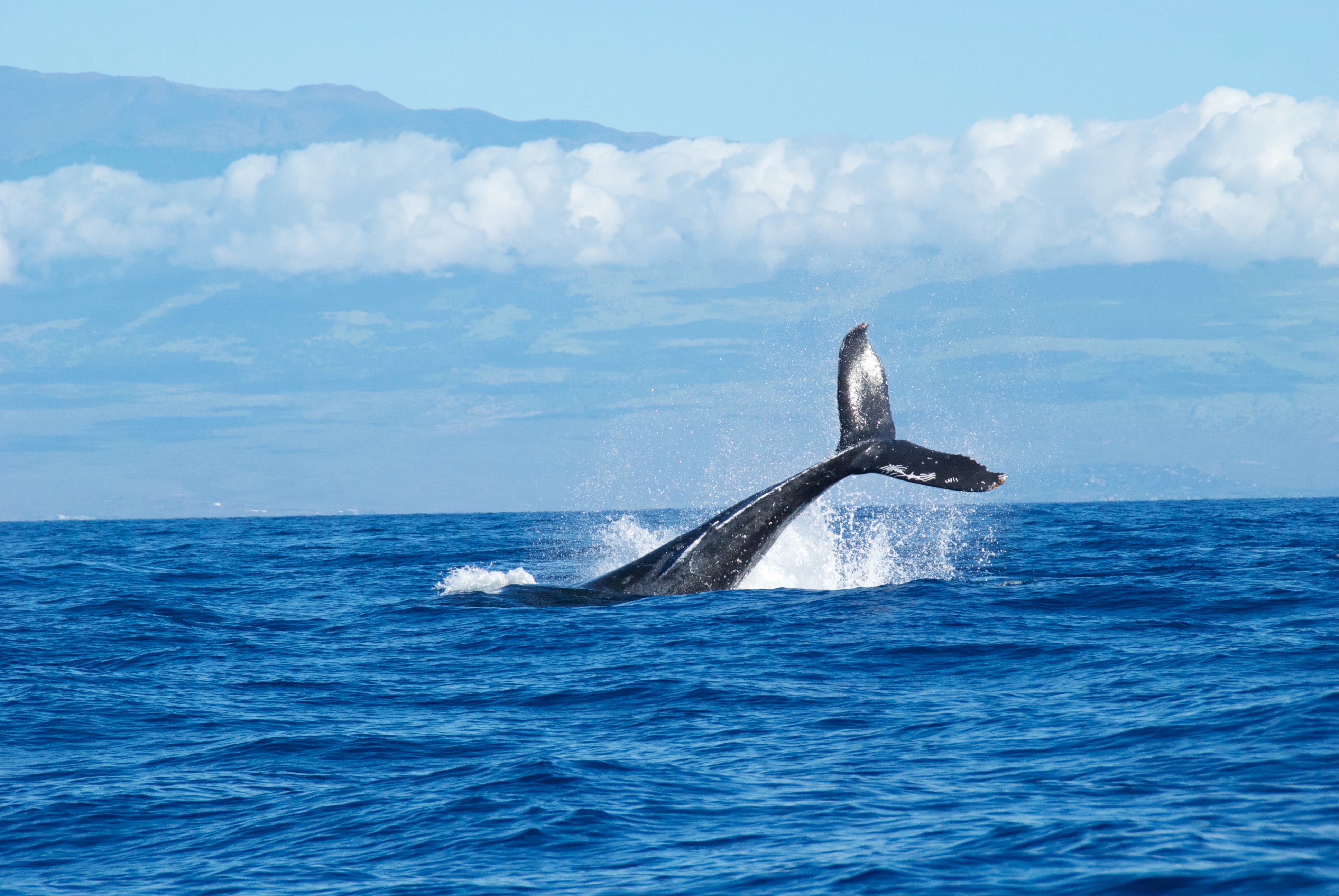 whale watching Hawaii